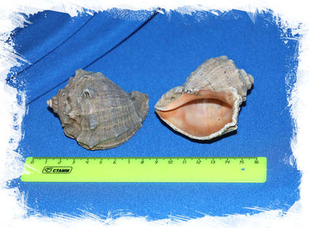 Ракушка Рапана, 6-8см, 1шт