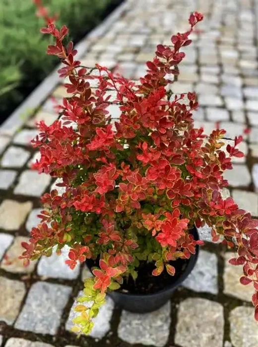 Барбарис Тунберга Оранж Альф С3 Закупка М60 июнь 2026