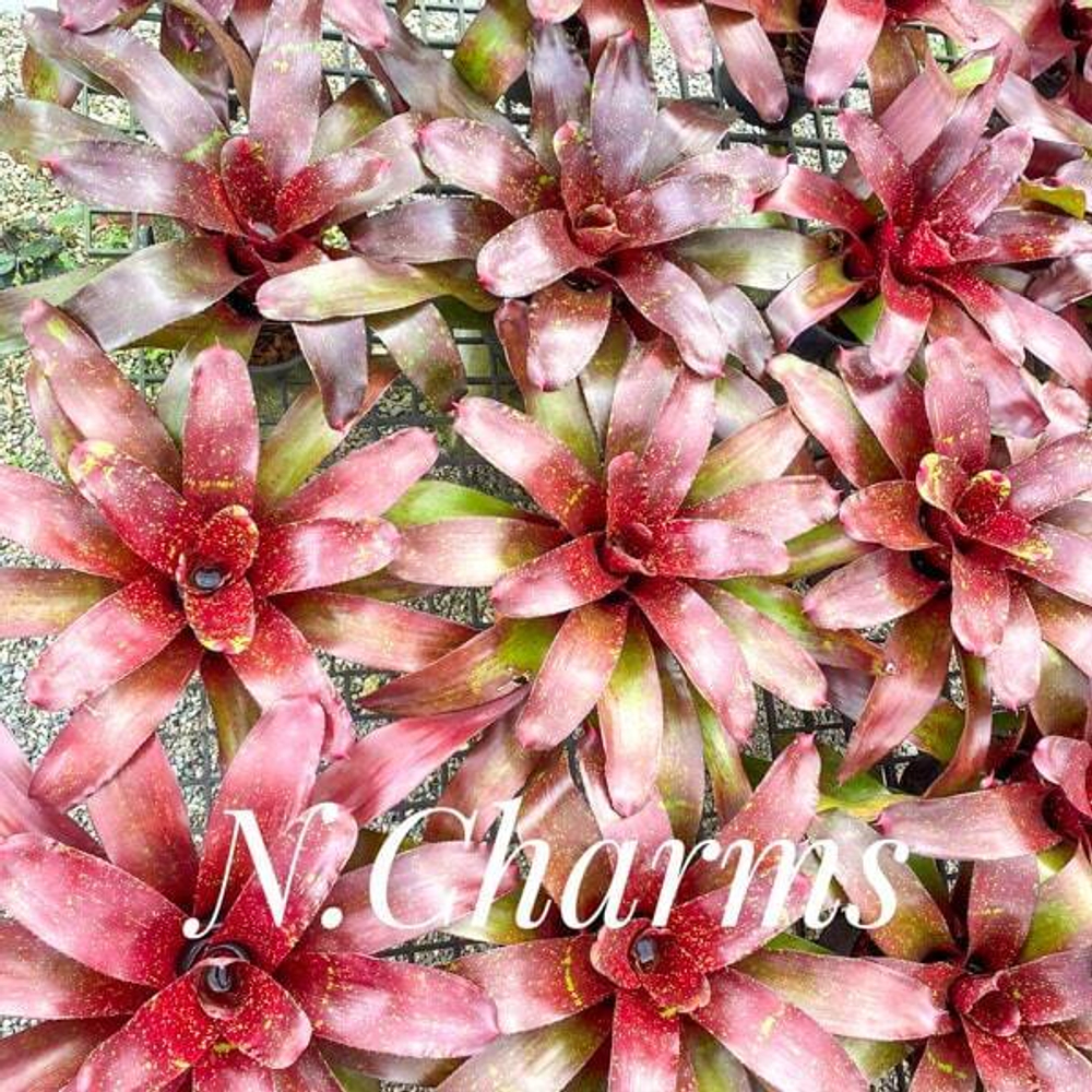 Неорегелия CHARMS