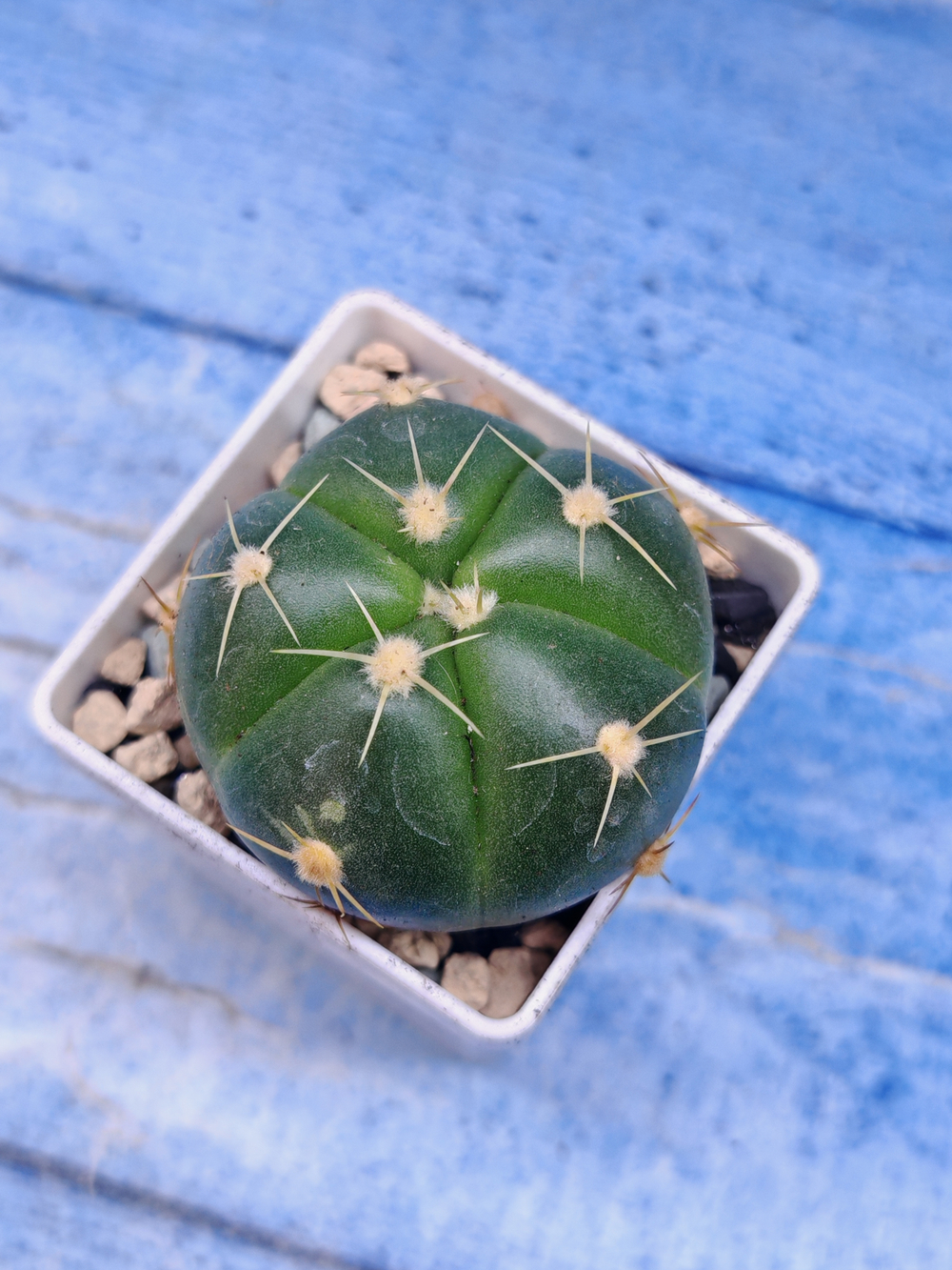 Gymnocalycium Horstii (Гимнокалициум)