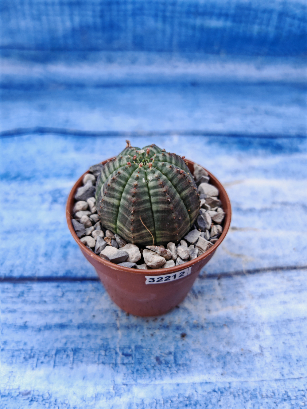 Euphorbia Obesa (Эуфорбия)