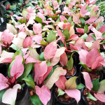 Филодендрон CHERRY RED MUT