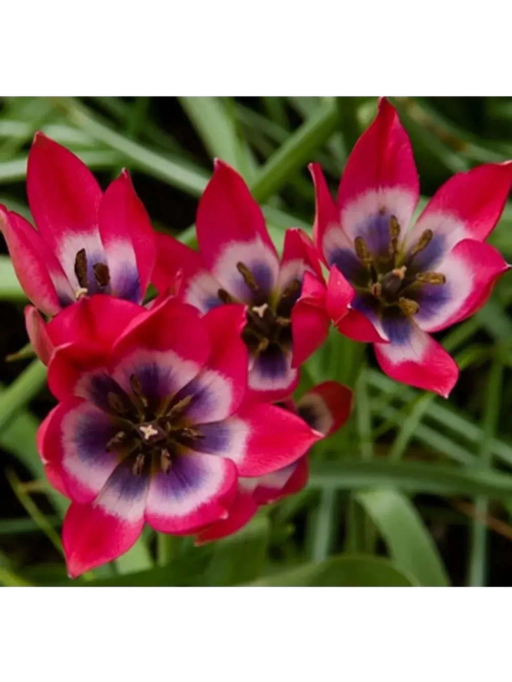 Тюльпан,луковицы Little Beauty ботанический (4 штуки )