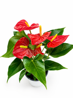 Антуриум (Китай) D12