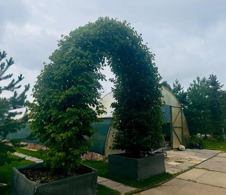 Липа мелколистная Арка