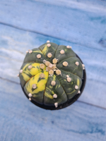 Astrophytum Asterias variagate (Астрофитум)