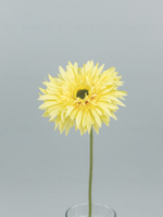 Гербера одиночная