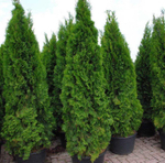 Туя западная Смарагд С80 250-275
