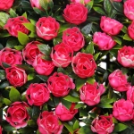 Искусственное растение шар «Самшит» цветы фуксия D-38см Ultramarine