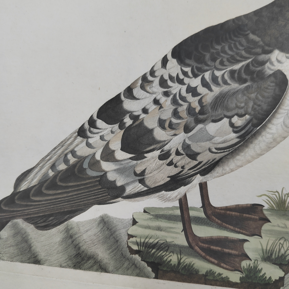 Зепп Ян Кристиан. Мэнский буревестник. Гравюра на меди, акварель. Амстердам. 1809 г.