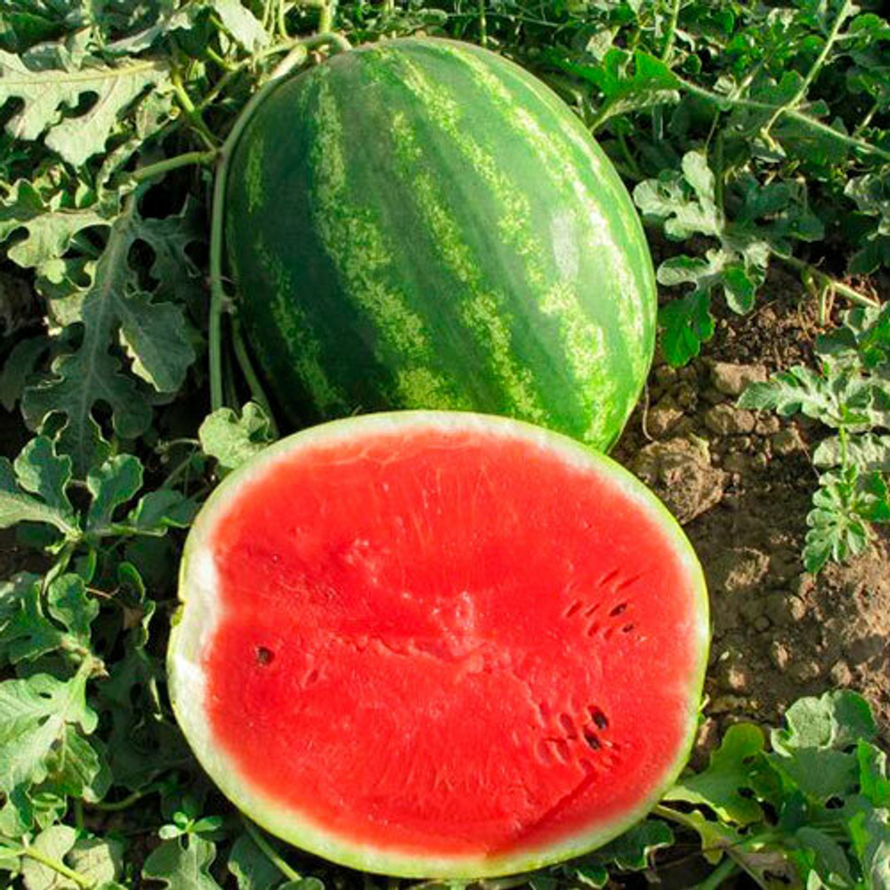 арбуз Талисман F1