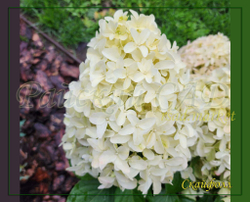 Гортензия метельчатая Скайфолл - Небесное Падение (Hydrangea paniculata `Skyfall`)
