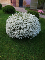 Ал1 Алиссум Snow Princess