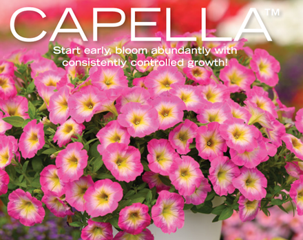 ЕВРО Новинка 2025 Петуния Capella Pink Morn ОКС укорененные черенки
