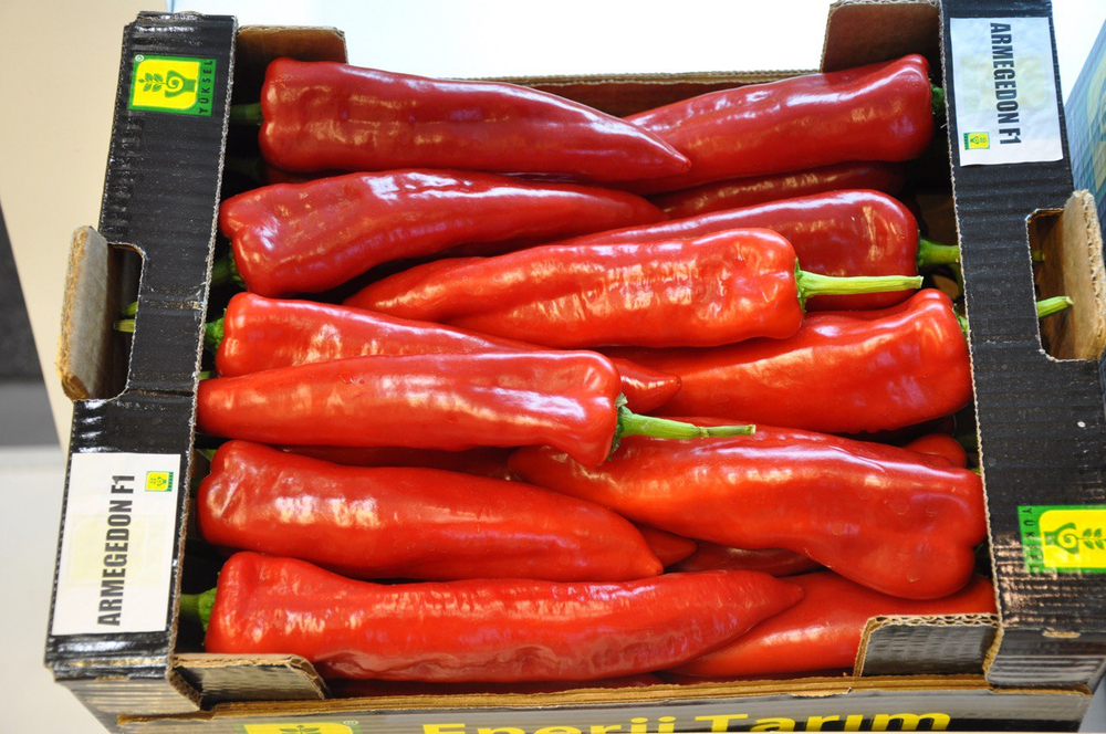 Армагедон F1 семена перца ( Yuksel Tohum / )