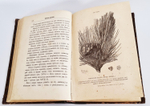 "Беседы о русском лесе". Д.Н.Кайгородов. 1885г.