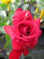 Роза шраб Фетцер Сайра Роуз