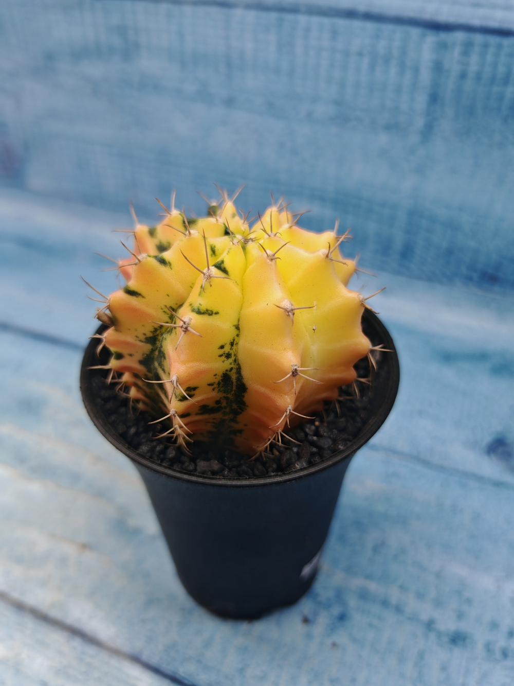 Gymnocalycium Variegata (Гимнокалициум Вариегатный)