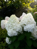 Фантом гортензия метельчатая