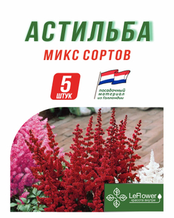 Корневище, Астильба микс сортов, 5шт