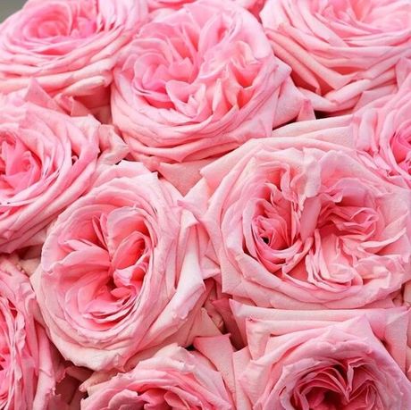 Пинк Охара (Pink O'Hara)