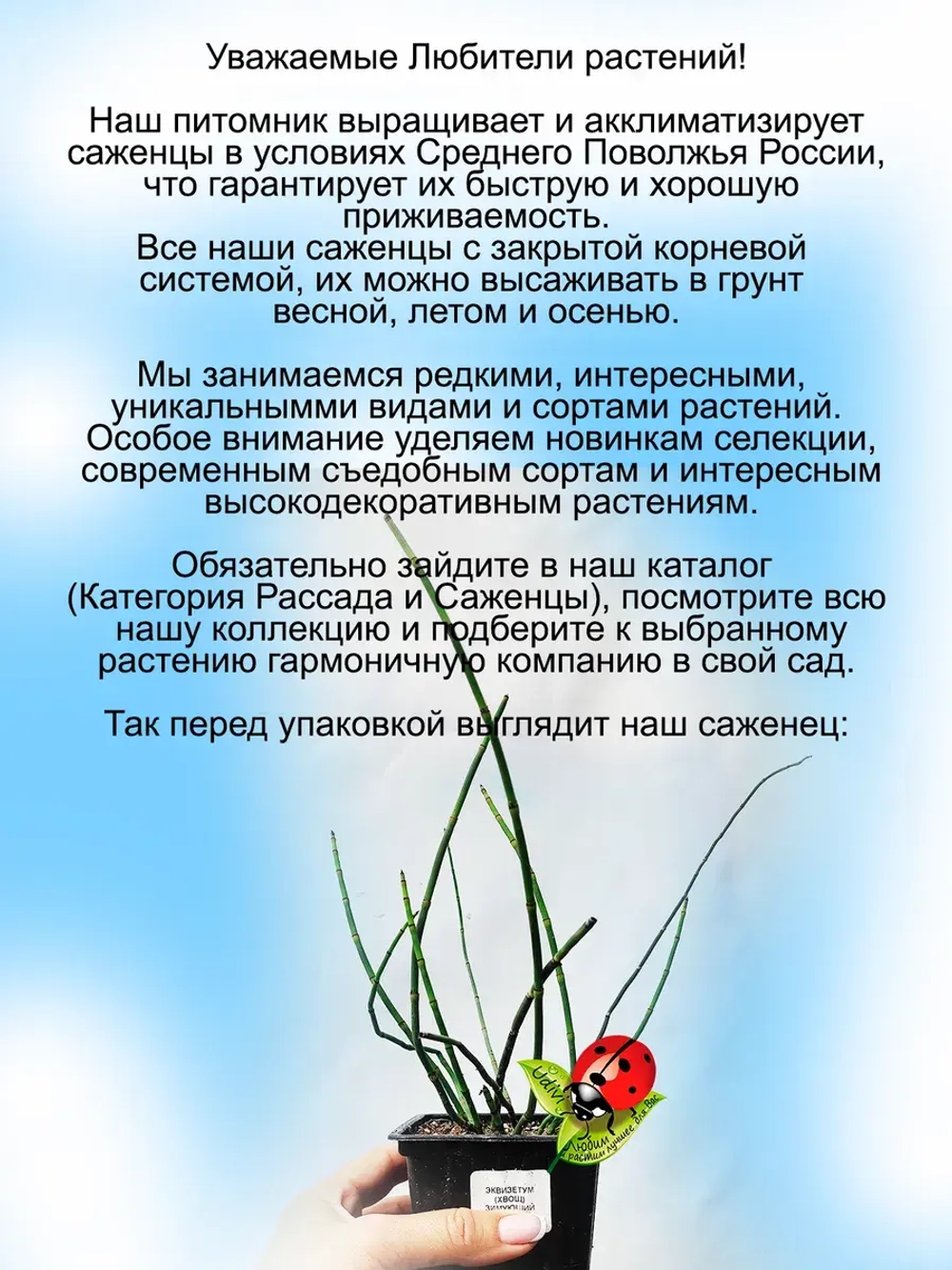 Хвощ зимующий многолетний