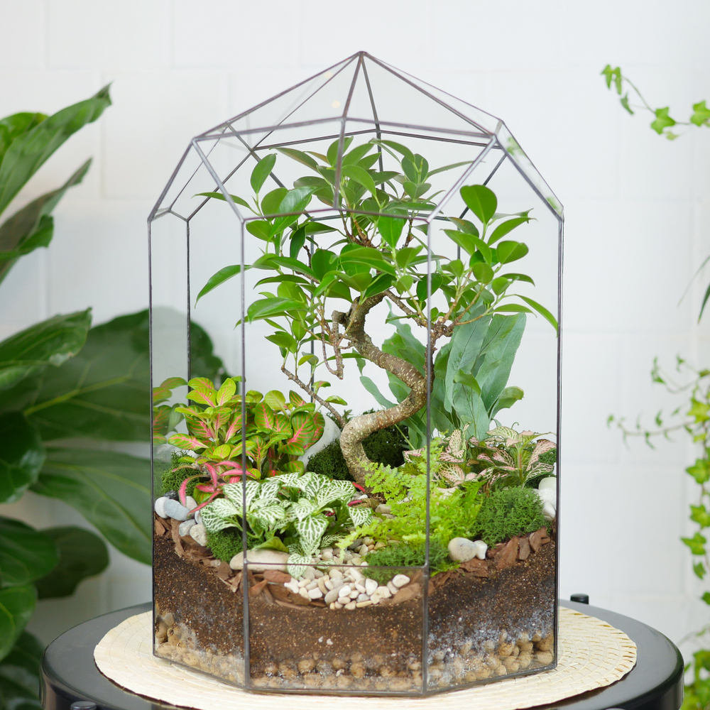 Готовый флорариум Ботанический сад Фикус XL