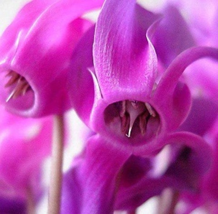 ЦИКЛАМЕНА АЛЬДЕГИД (Cyclamen aldehyde)