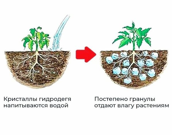 Защита сада от засухи: методы для Сибири