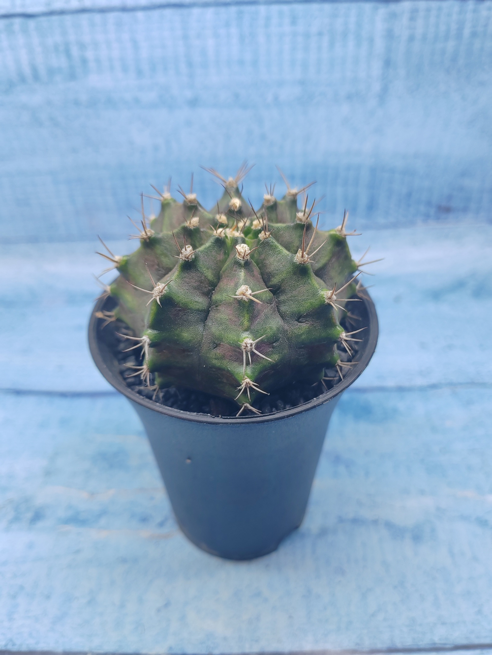 Gymnocalycium T-Rex Pink hybride (Гимнокалициум T-rex)