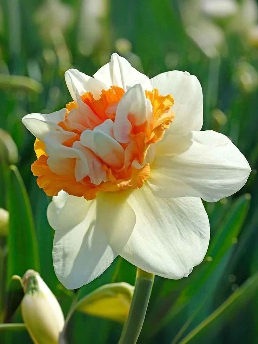 Нарцисс Махровый Экстраваганза