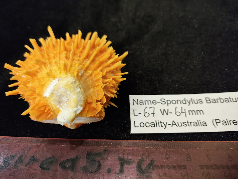 Спондилюс Барбатус 65-70мм