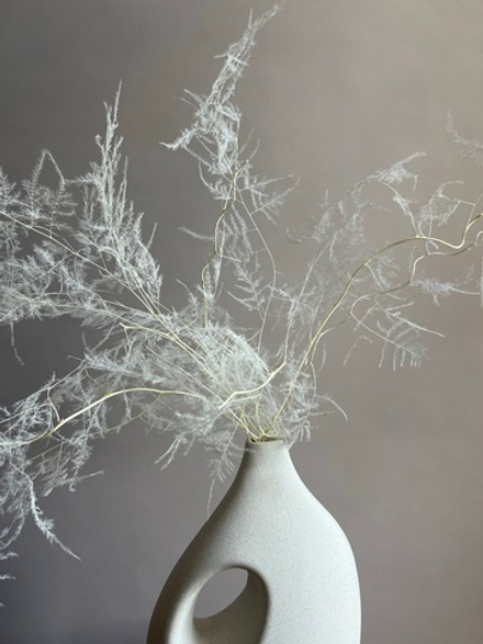 Аспарагус стабилизированный перистый белый