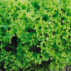 Марадон семена салата листового (Vilmorin / Вильморин)