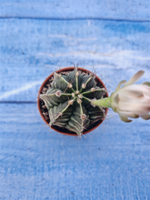 Gymnocalycium Friedrichii (Гимнокалициум)