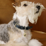 Ошейник для домашних животных Adidas Originals PET COLLAR