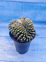 Gymnocalycium Spineless Crested form (Гимнокалициум)