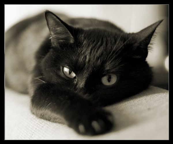 Кошка, которая гуляет сама по себе