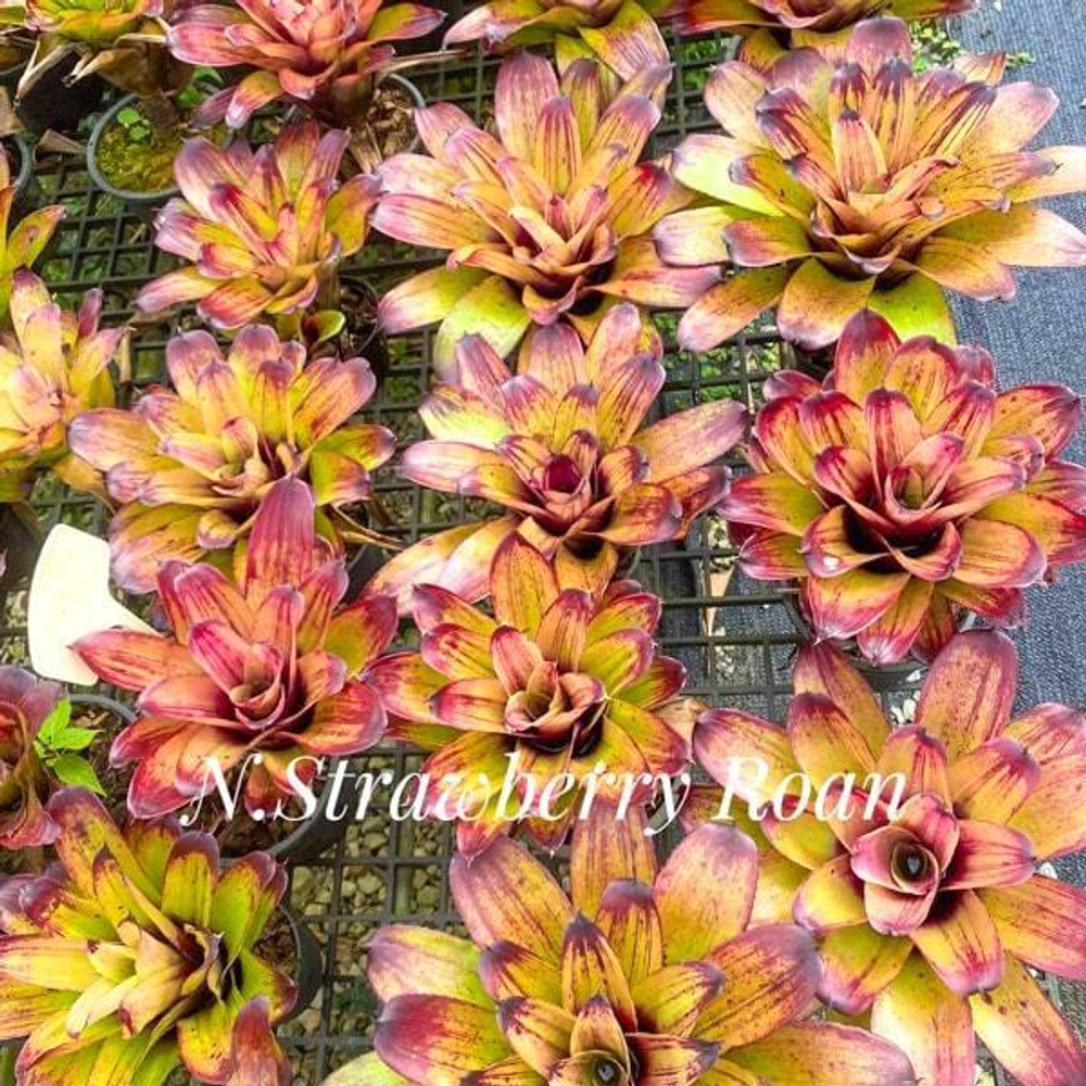 Неорегелия STRAWBERRY ROAN