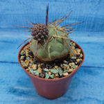 Tephrocactus Geometricus (Тефрокактус)