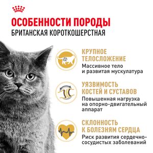 Уценка! Повр.упак. / Сухой корм Royal Canin British Shorthair Adult для взрослых британских короткошерстных кошек