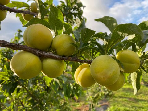 Слива Ваулинская (размер саженца 0,5-0,7 м.)