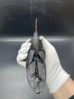 Обсидиановый нож с рукоятью копыта вепря 25 см