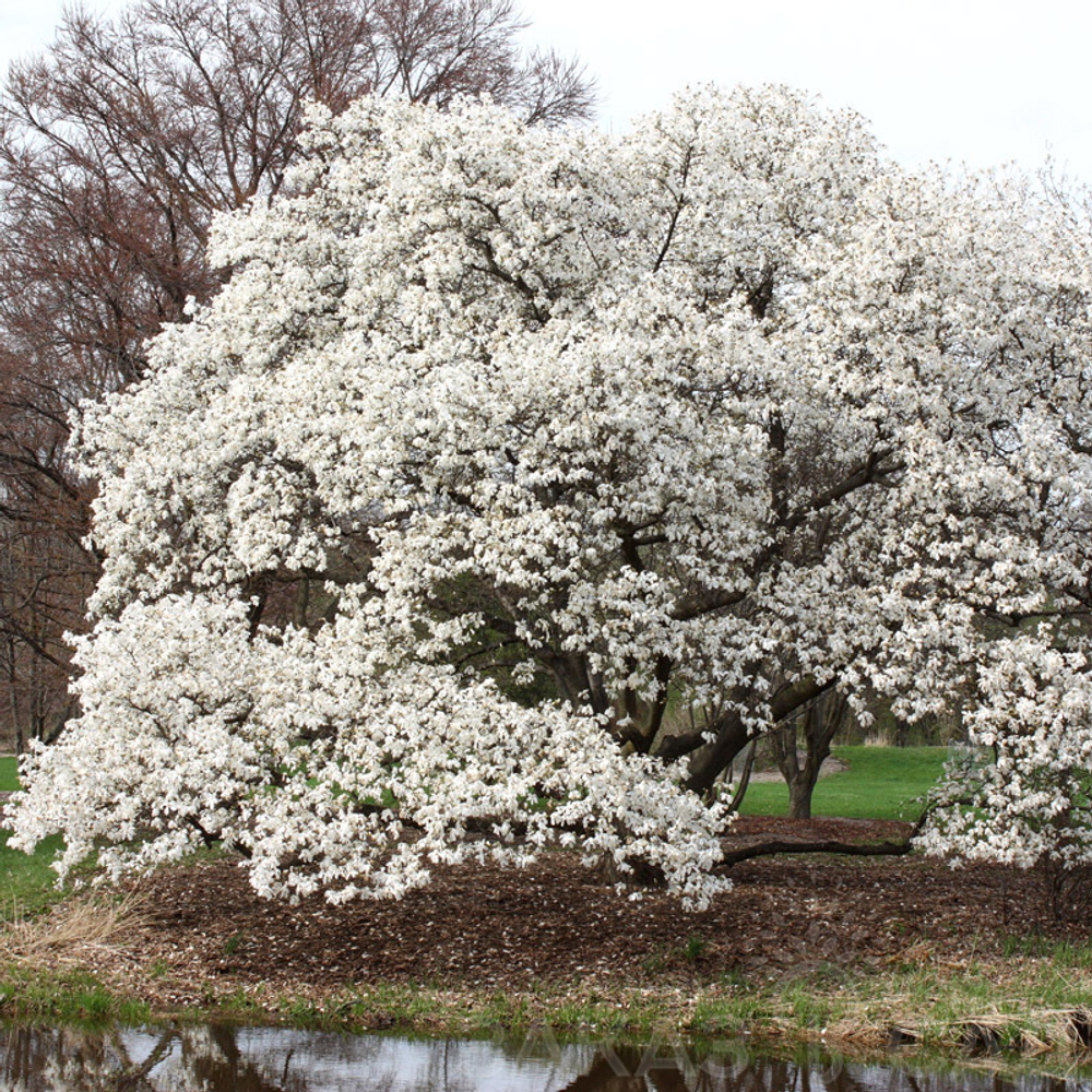 Магнолия "Kobus"