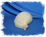 Раковина Рапа рапа, Murex rapa, Rapa rapa