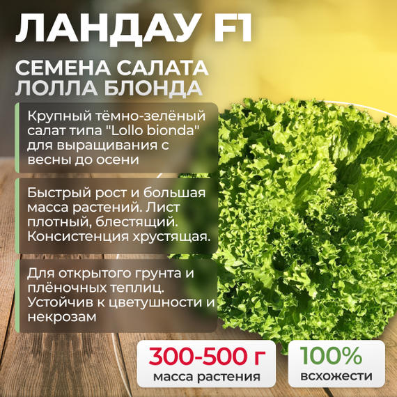 ЛАНДАУ семена салата (Rijk Zwaan | Alexagro) культура