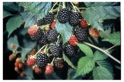 Ежевика Трипл краун Закупка М71 июнь 2026