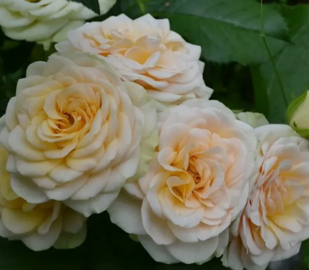 Роза флорибунда Болеро ОКС конец апреля -май 2026