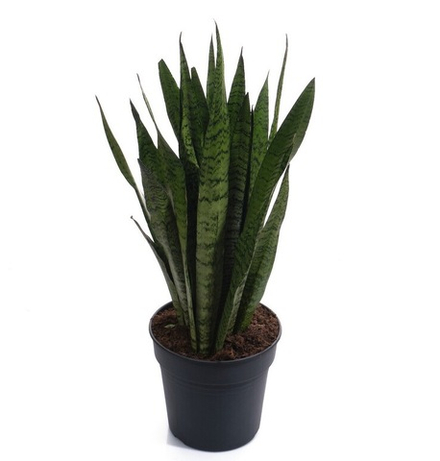 Сансевиерия Зейланика