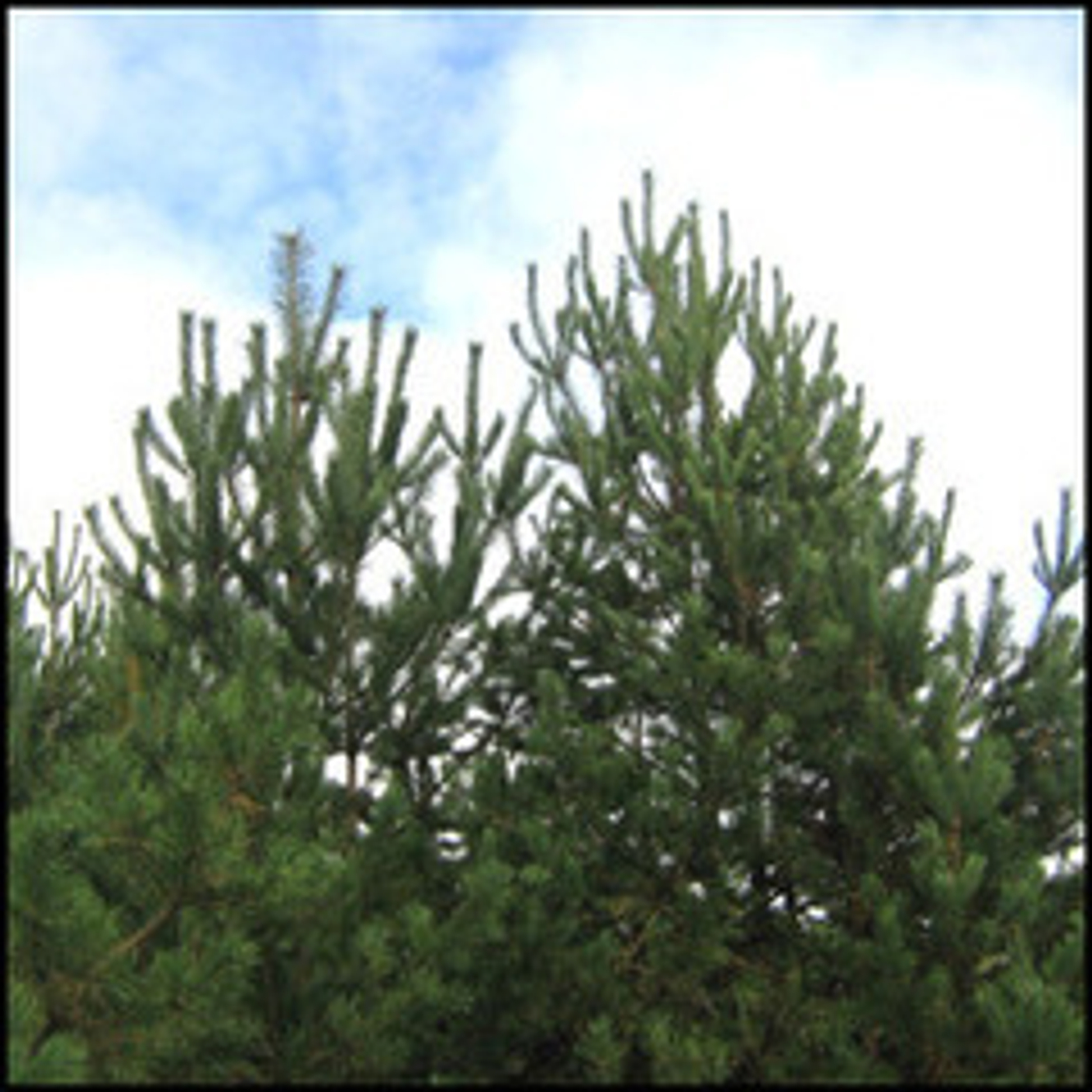 Купол над Родиной.